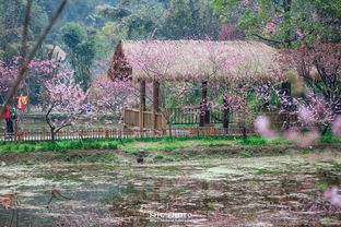 觅心中的桃花源——酉阳三日行记