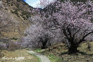心底的桃花源 网友镜头下的林芝春色