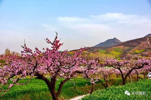 误入人间仙境 一处堪比桃花源的桃花园